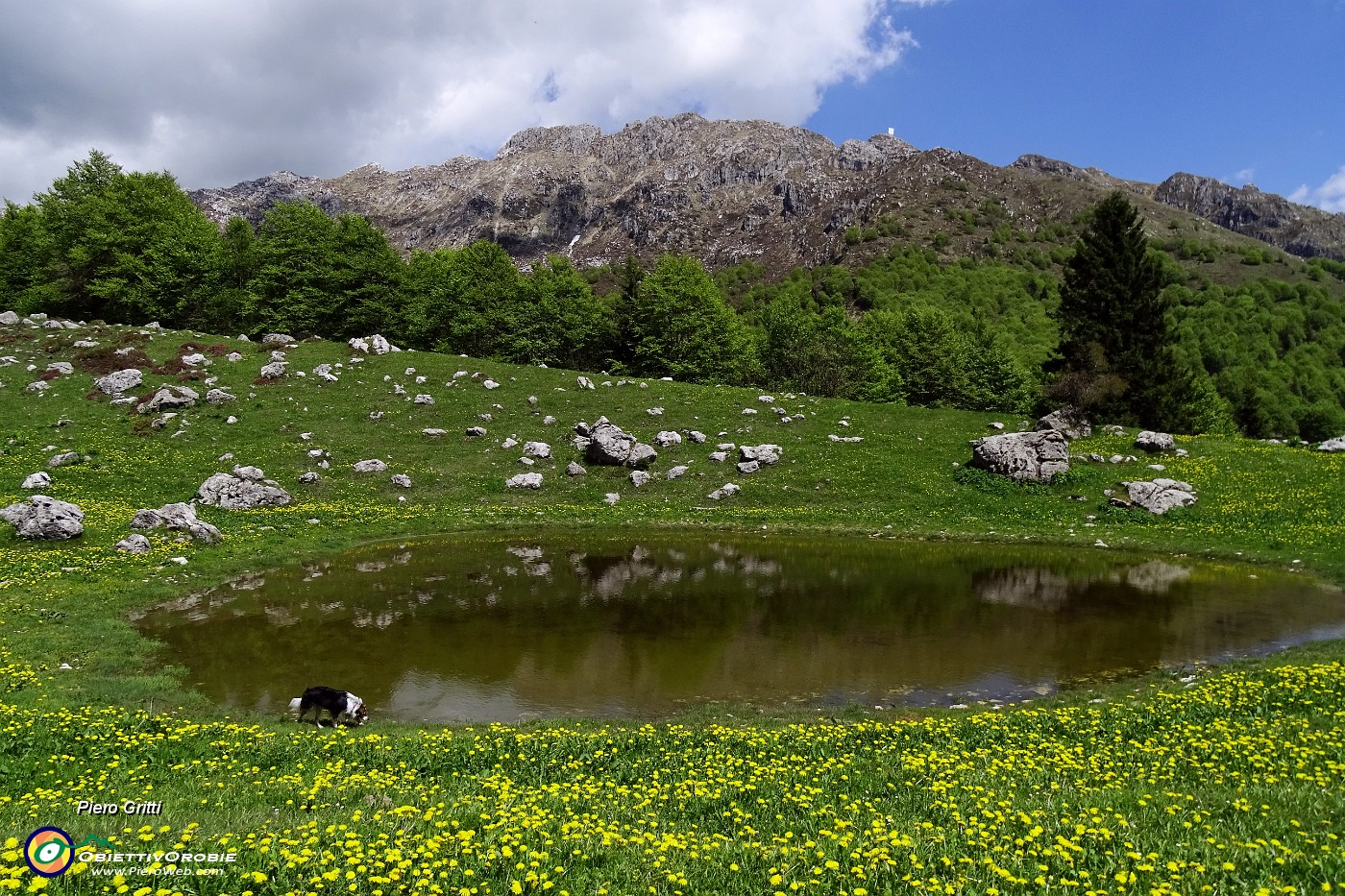 87 Tarassaco in fiore e da sfondo Cima Alben .JPG -                                